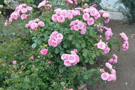 ����������� �������� ����������� �������������� ���������